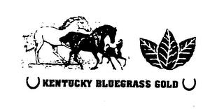 KENTUCKY BLUEGRASS GOLD trademark