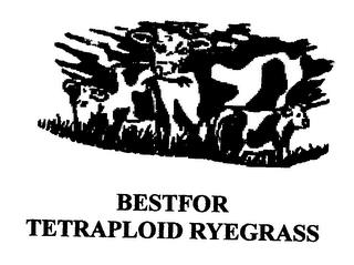 BESTFOR TETRAPLOID RYEGRASS trademark