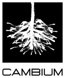 CAMBIUM trademark