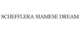 SCHEFFLERA SIAMESE DREAM trademark