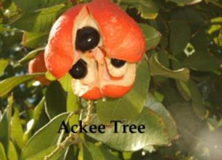 ACKEE TREE trademark