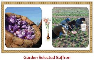 GARDEN SELECTED SAFFRON trademark