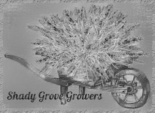 SHADY GROVE GROWERS trademark