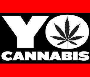 YO CANNABIS trademark