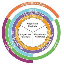 HEART MUSCLE RELAXATION BRAIN BRAIN MOOD MOOD CELLULAR HEALTH CELLULAR HEALTH CELLULAR HEALTH MUSCLE FUNCTION MUSCLE FUNCTION MUSCLE FUNCTION MAGNESIUM GLYCINATE MAGNESIUM TAURINATE MAGNESIUM ASPARTATE trademark