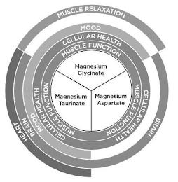 HEART MUSCLE RELAXATION BRAIN BRAIN MOOD MOOD CELLULAR HEALTH CELLULAR HEALTH CELLULAR HEALTH MUSCLE FUNCTION MUSCLE FUNCTION MUSCLE FUNCTION MAGNESIUM GLYCINATE MAGNESIUM TAURINATE MAGNESIUM ASPARTATE trademark