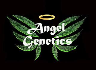 ANGEL GENETICS trademark