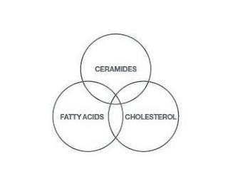 FATTY ACIDS CERAMIDES CHOLESTEROL trademark