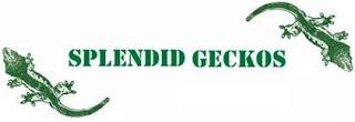 SPLENDID GECKOS trademark